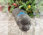 Small #5 Labrador Retriever