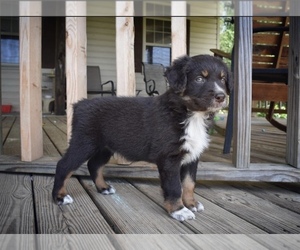 Australian Shepherd Puppy for Sale in BUHL, Alabama USA