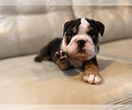 Small #3 English Bulldog