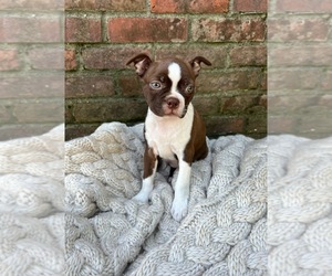 Boston Terrier Puppy for sale in COLCHESTER, VT, USA