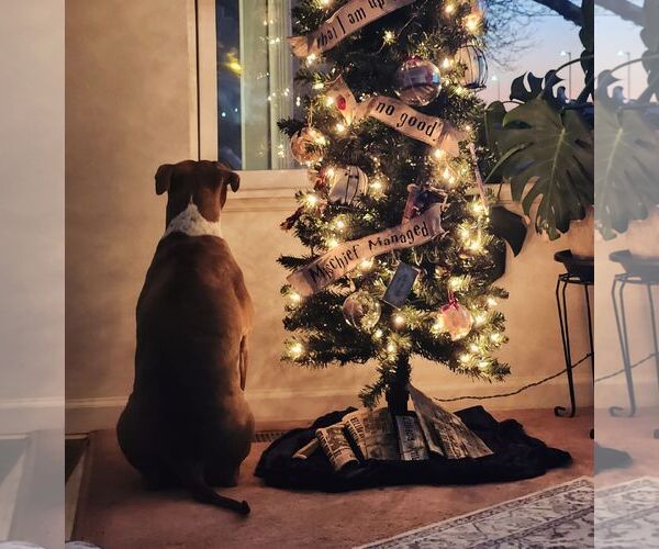 Medium Photo #6 Mutt Puppy For Sale in Fort Collins, CO, USA