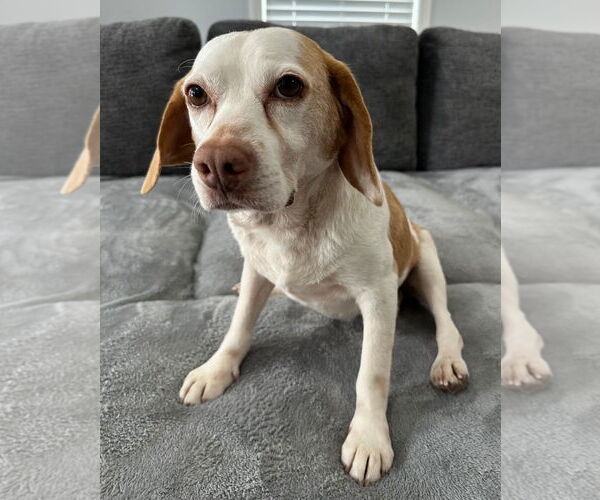 Medium Photo #6 Beagle Puppy For Sale in Dunnellon, FL, USA