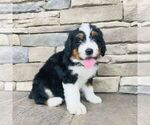 Small #1 Bernedoodle (Miniature)