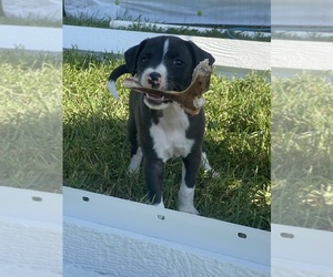 Italian Greyhound Puppy for sale in ASHBY, NE, USA