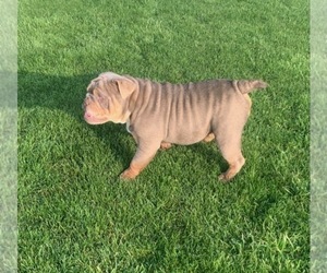 Father of the Bulldog puppies born on 09/18/2022