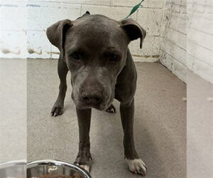 Mutt Dogs for adoption in San Bernardino, CA, USA