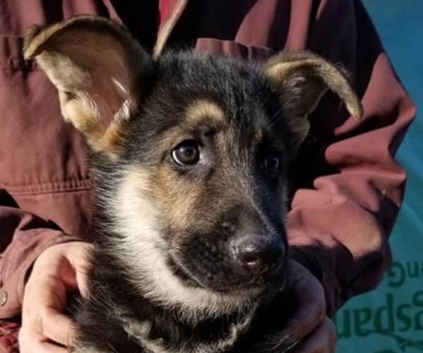 Medium Photo #4 German Shepherd Dog Puppy For Sale in SHERIDAN, OR, USA
