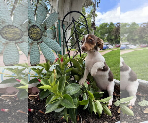Medium Photo #1 Dachshund Puppy For Sale in Sioux Falls, SD, USA