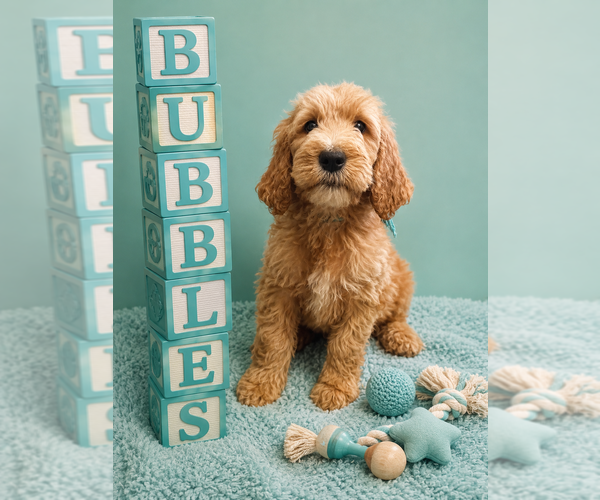 Medium Photo #2 Goldendoodle Puppy For Sale in SAINT CLOUD, MN, USA
