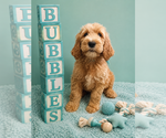 Small #1 Goldendoodle
