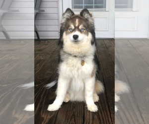 Father of the Pomsky puppies born on 05/31/2026