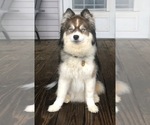 Small Photo #1 Pomsky Puppy For Sale in SAVOY, MA, USA