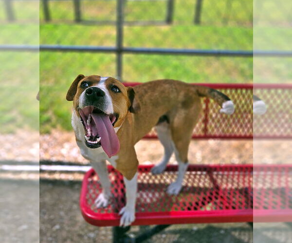 Medium Photo #3 Mutt Puppy For Sale in Crandall, GA, USA