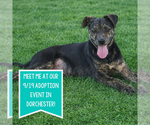 Small Photo #5 Mountain Cur-Unknown Mix Puppy For Sale in Boston, MA, USA