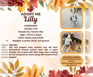 Mutt Dogs for adoption in Rancho Cordova, CA, USA