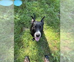 Small #1 American Pit Bull Terrier Mix
