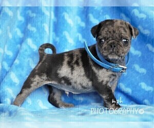 Jug-Pug Mix Puppy for sale in LIBERTY, KY, USA