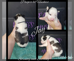 Small Photo #7 Siberian Husky Puppy For Sale in BLOOMFIELD, IN, USA