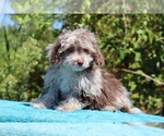 Small #17 ShihPoo
