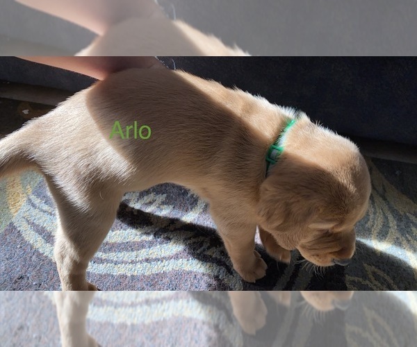 Medium Photo #13 Labrador Retriever Puppy For Sale in APOSTLE ISLANDS NATIONAL LAK, WI, USA