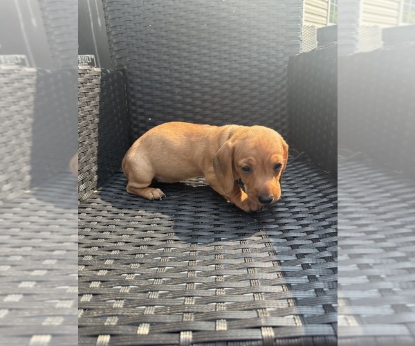 Medium Photo #4 Dachshund Puppy For Sale in UPPER MARLBORO, MD, USA