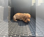 Small #3 Dachshund
