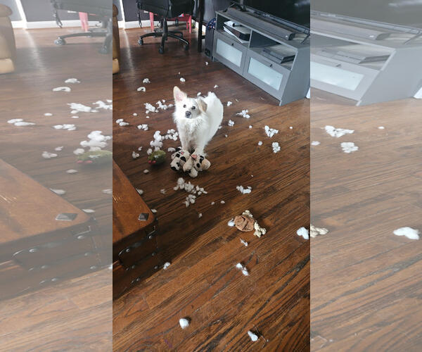 Medium Photo #3 American Eskimo Dog Puppy For Sale in Pikesville, MD, USA