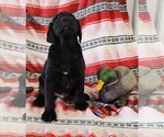 Small Photo #86 Labrador Retriever Puppy For Sale in MERIDEN, KS, USA