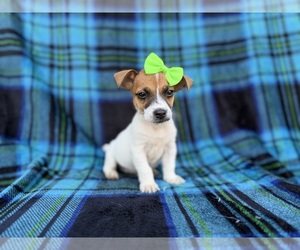 Jack Russell Terrier Puppy for sale in LAKELAND, FL, USA