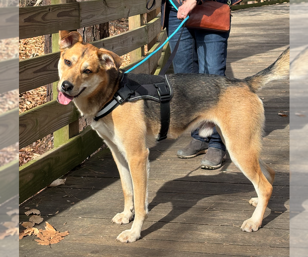 Medium Photo #3 Mutt Puppy For Sale in Decatur, GA, USA