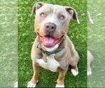 Small #23 American Staffordshire Terrier Mix