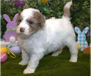 Poodle (Miniature)-Sheepadoodle Mix Puppy for sale in HUTCHINSON, KS, USA