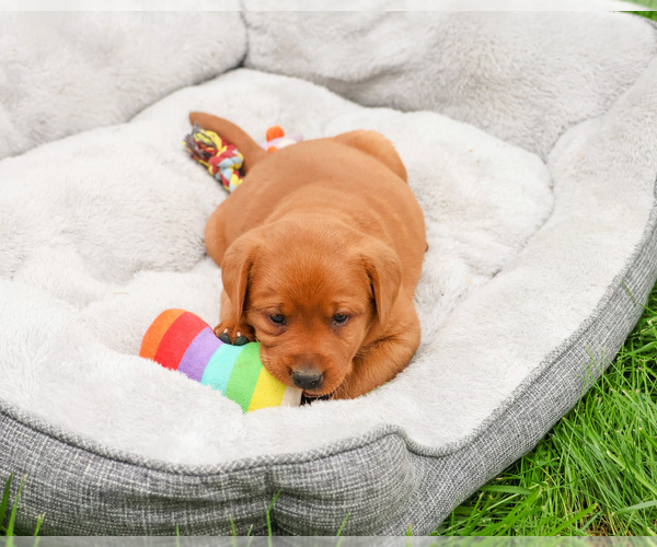 Medium Photo #5 Labrador Retriever Puppy For Sale in SYRACUSE, IN, USA