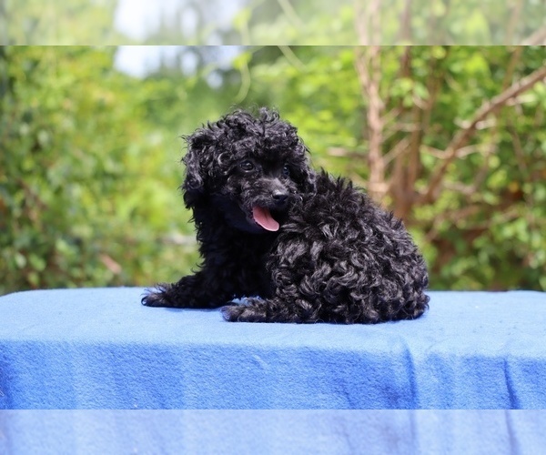 Medium Photo #4 Poodle (Toy) Puppy For Sale in DYERSBURG, TN, USA