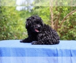 Small #3 Poodle (Toy)