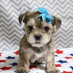 Morkie Puppy for sale in NAVARRE, OH, USA