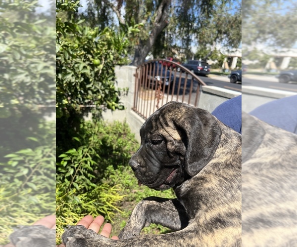 Medium Photo #15 Bullmastiff Puppy For Sale in LOS ANGELES, CA, USA