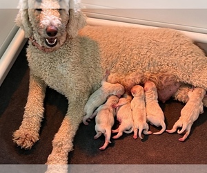 Mother of the Goldendoodle puppies born on 08/08/2022