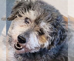 Mutt Dogs for adoption in Arlington, VA, USA