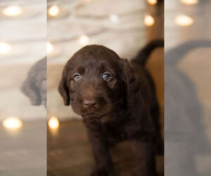 Labradoodle Puppy for sale in ALTONA, IN, USA