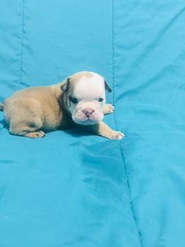 Medium Photo #1 English Bulldog Puppy For Sale in REVERE, MA, USA