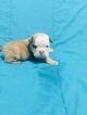 Small Photo #1 English Bulldog Puppy For Sale in REVERE, MA, USA