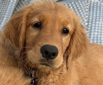 Puppy Blue Boy Golden Retriever