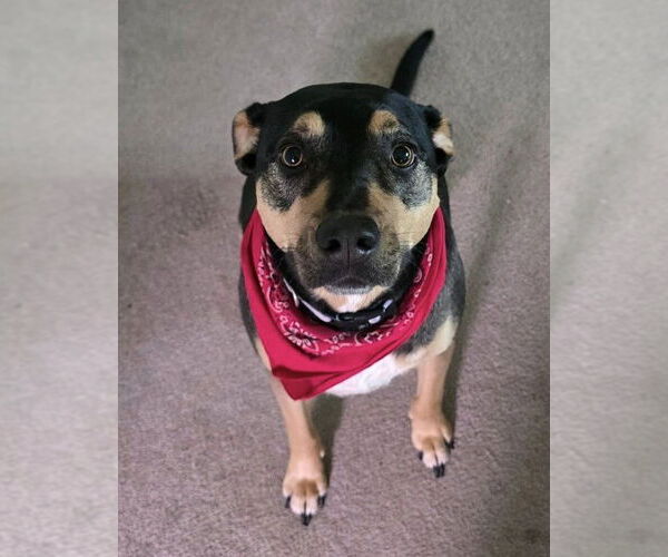 Medium Photo #2 Mutt Puppy For Sale in New York, NY, USA