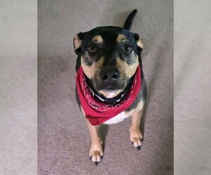 Kiwi (GA) - Female Mutt Dog for Adoption - Photo #2