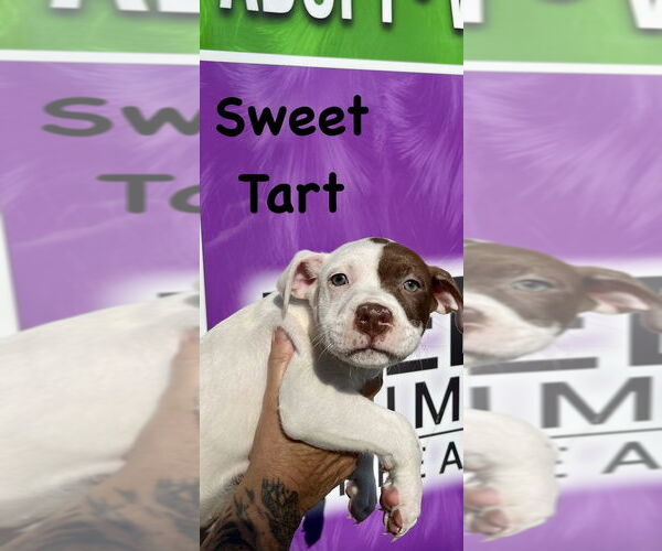 Medium Photo #2 Boxer-Unknown Mix Puppy For Sale in Mooresville, NC, USA