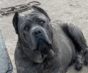Mother of the Cane Corso puppies born on 03/30/2023