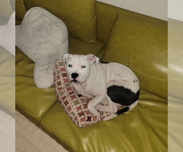 Medium Photo #13 American Pit Bull Terrier-Unknown Mix Puppy For Sale in Crete, IL, USA