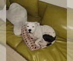 Small #12 American Pit Bull Terrier Mix