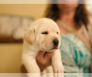 Labrador Retriever Puppy for Sale in LOUISBURG, North Carolina USA